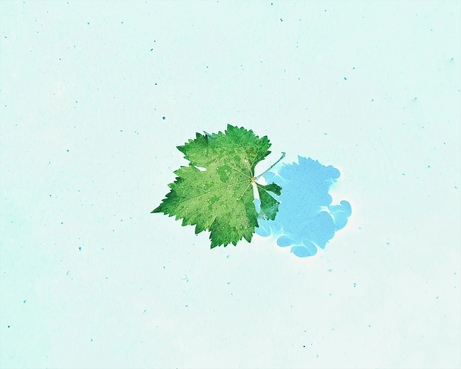 取り扱い品種について